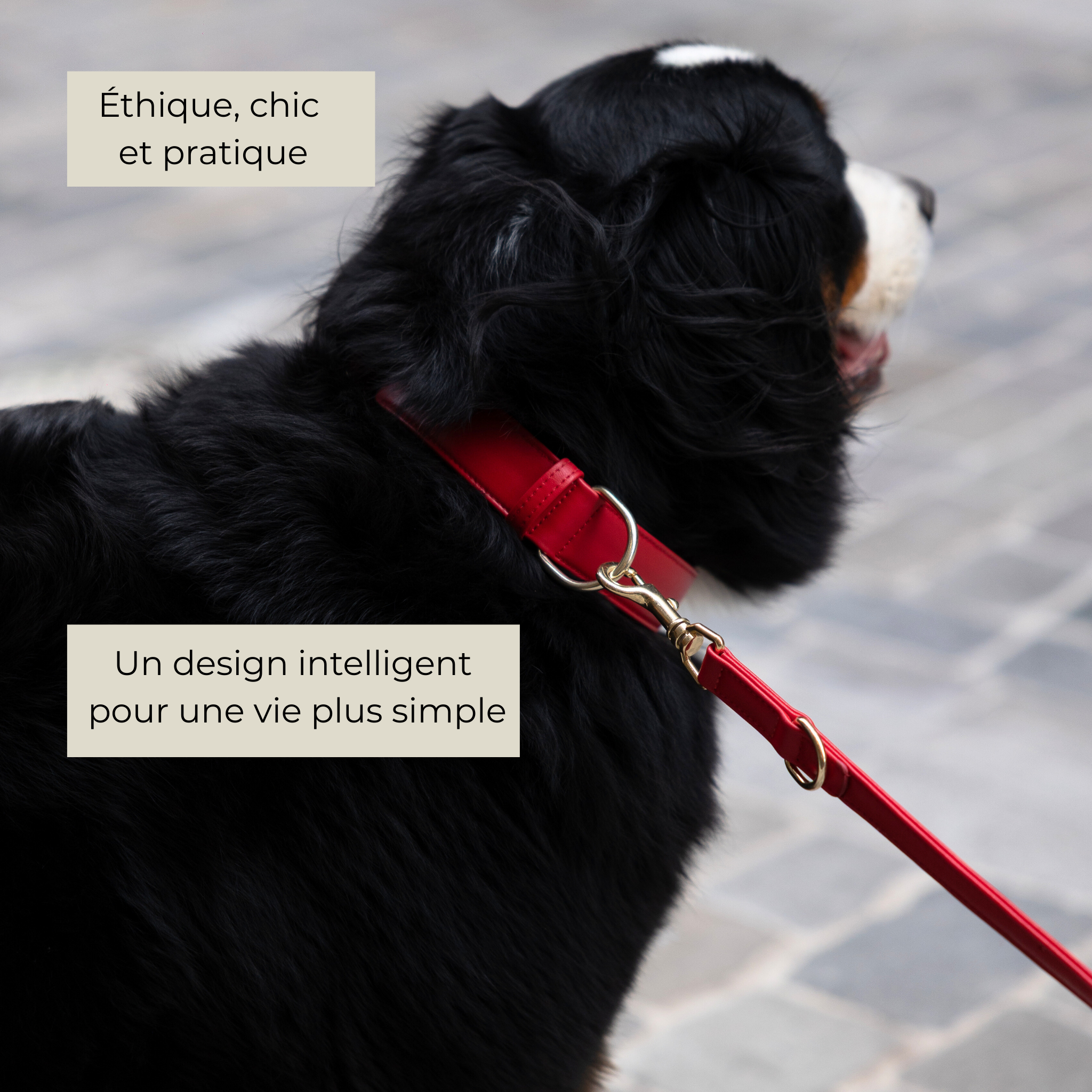 Laisse Multiposition en cuir végétal